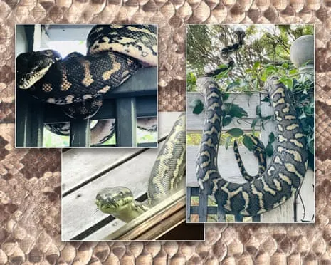 Embracing the Reptiles in the Roof: A Journey from Dread to Fascination